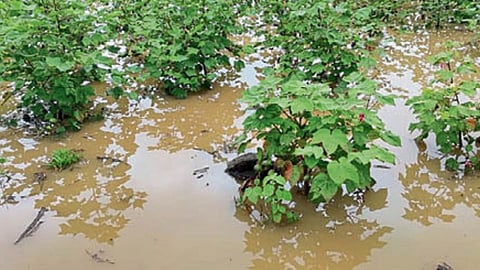 Crop Damage
