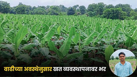 Banana Farming