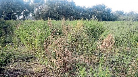 Tur Crop