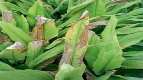 Turmeric Disease 
