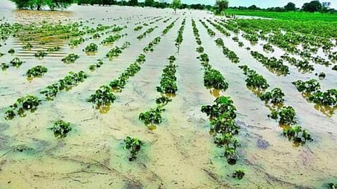 Crop Damage