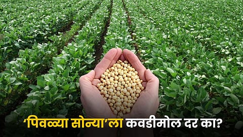 Soybean Rate