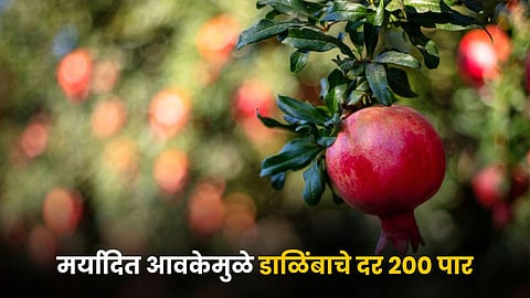Pomegranate Rate