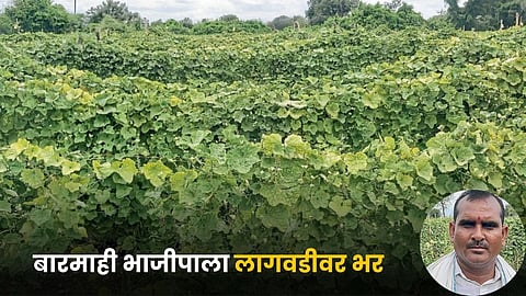 Vegetable Farming 