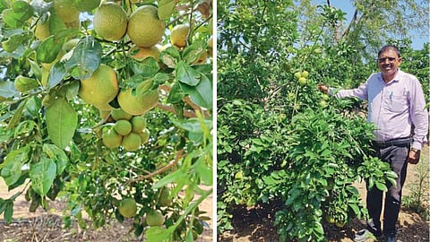 Grapefruit 