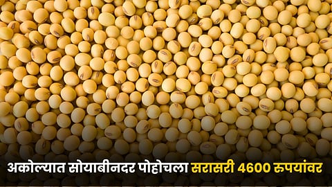 Soybean Rate