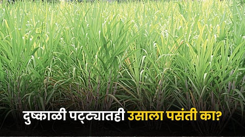 Sugarcane Farming