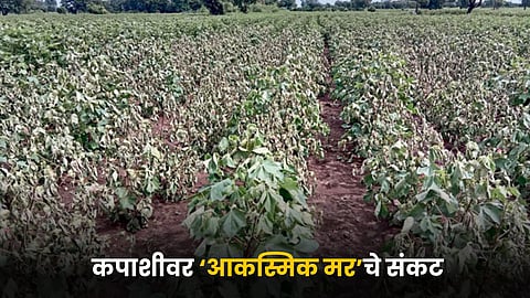 Cotton Wilt Disease