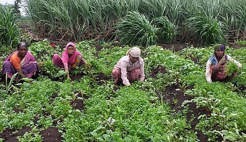 Coriander Rate