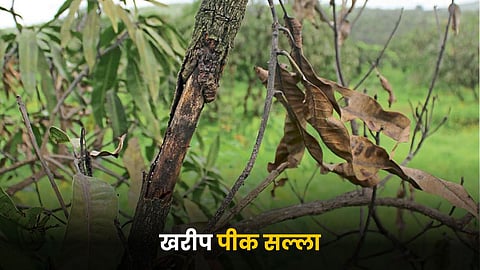 Crop Advisory