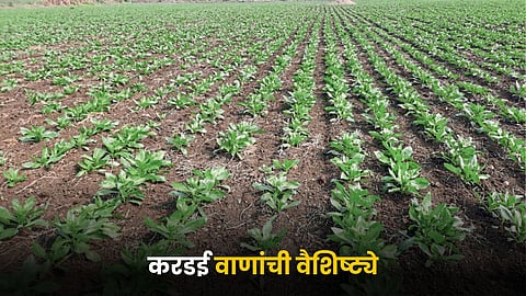 Safflower Farming