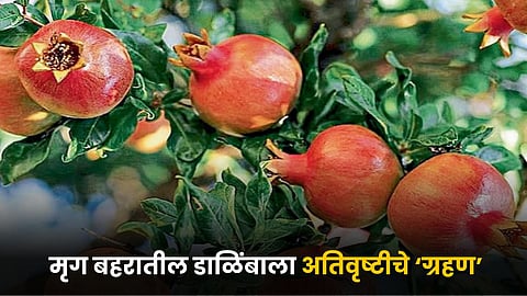 Pomegranate