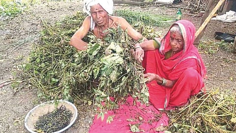 Crop Damage