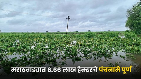 Crop Damage 