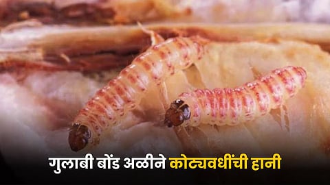 Pink Bollworm