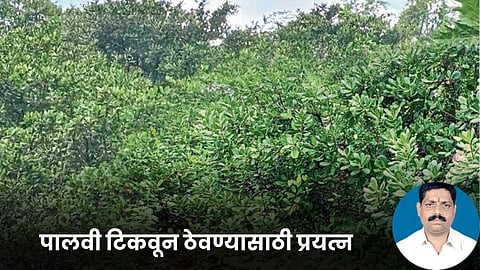 Bhalchandra Anand Sathe