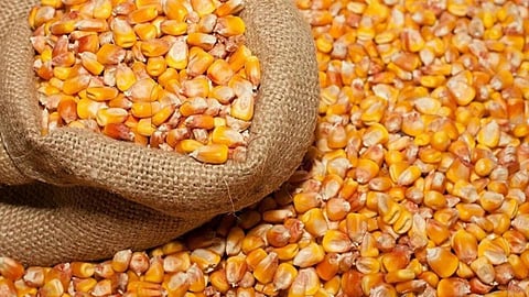Maize