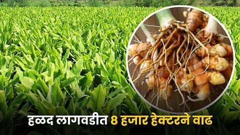 Turmeric Farming 