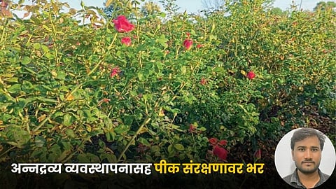 Gajanan Kolhe