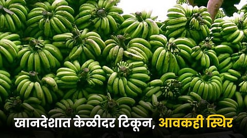 Banana Rate