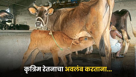 Artificial Insemination