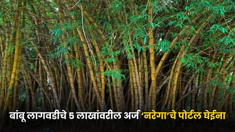 Bamboo