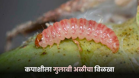 Pink Bollworm 