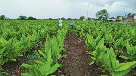 Turmeric 