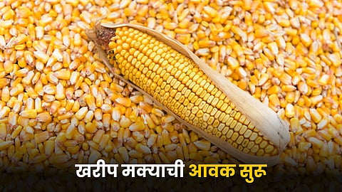 Maize