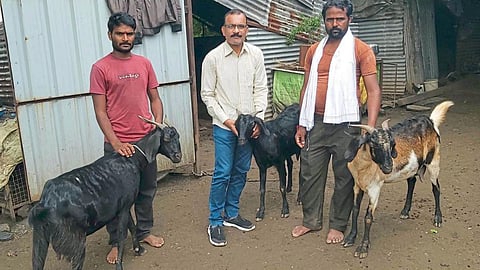 Goat Farming 