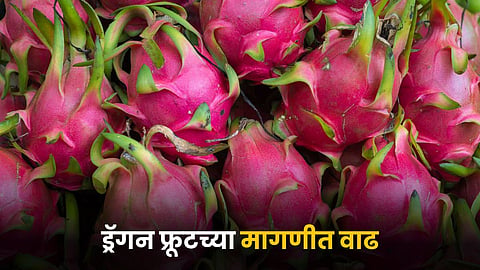 Dragon Fruit