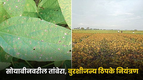 Soybean Disease