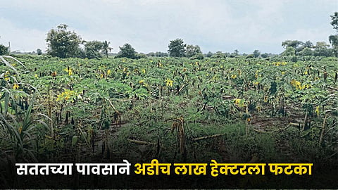 Crop Damage