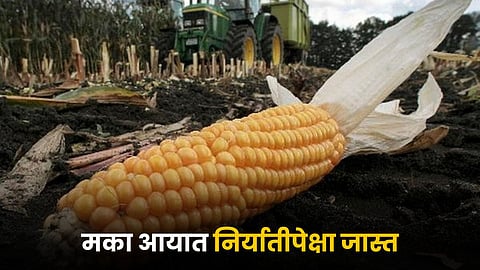 Maize Update 