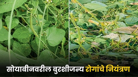 Soybean Disease