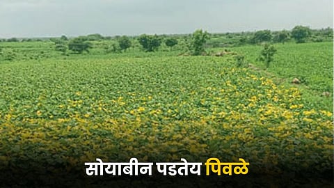 Soybean Crop 