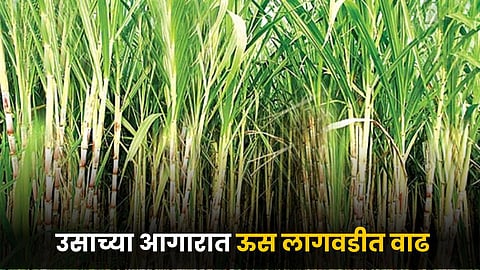 Sugarcane Cultivation 
