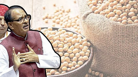 Soybean Madhya Pradesh