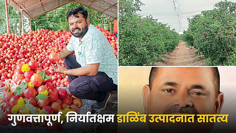 Pomegranate Farming
