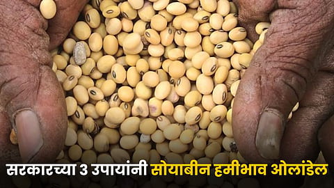 Soybean