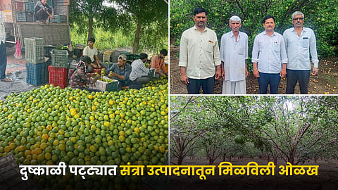 Orange Farming