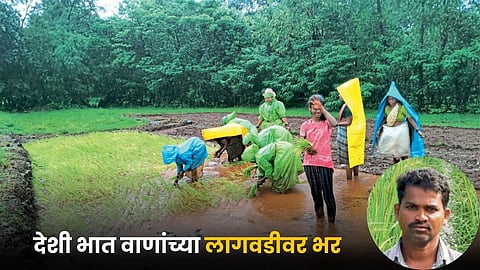 Paddy Farming