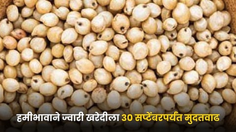 Jowar Procurement 
