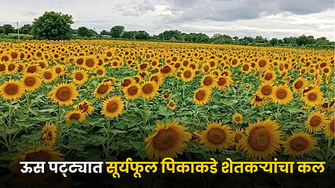 Sunflower Farming