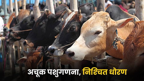 Livestock Census