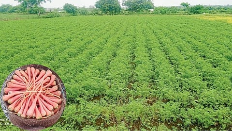 Carrot Farming