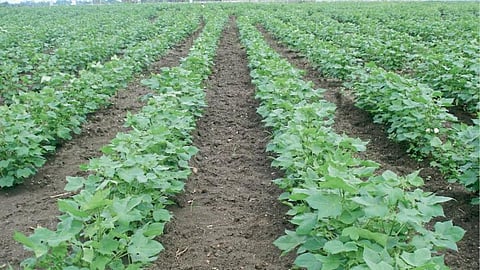Cotton