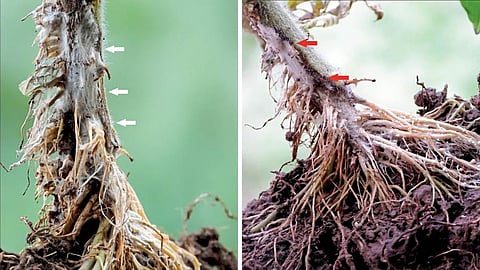 Tomato Disease