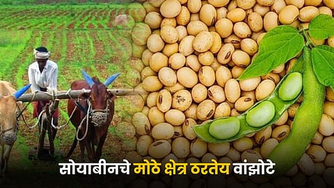 Soybean Farming