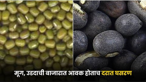 Moong and Urad 